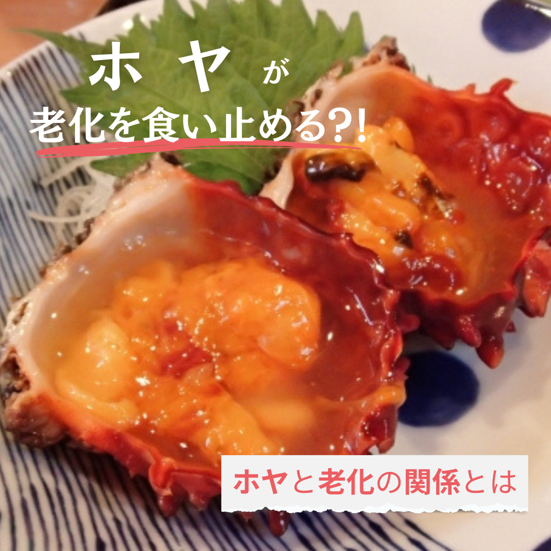 ホヤが老化を食い止める?!リバプール大学が発表したホヤと老化の関係とは - MAGAZINE WECHANTE ホヤが老化を食い止める ...